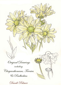 Chrysanthemum