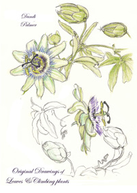 passion flower