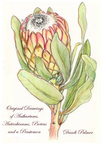 protea 