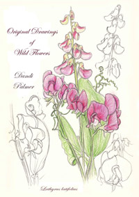 lathyrus 