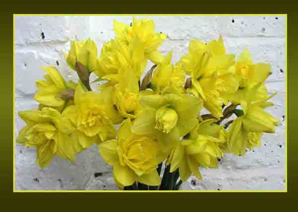 Double Daffodils