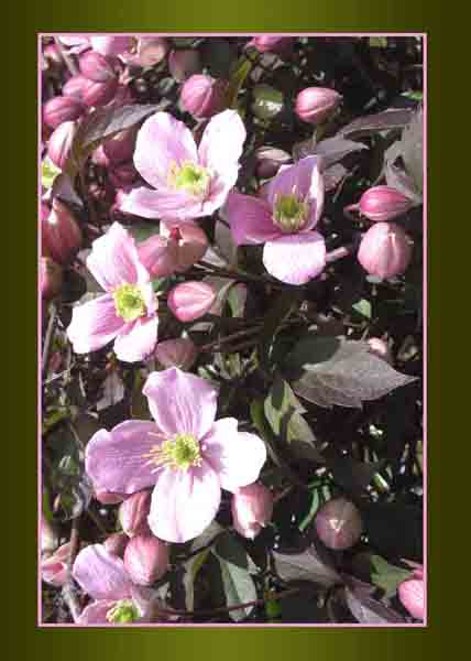 Montana Clematis