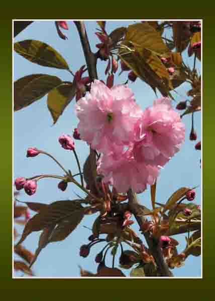 Pink Cherry Blossom