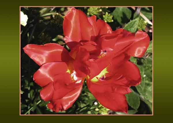Red Tulip