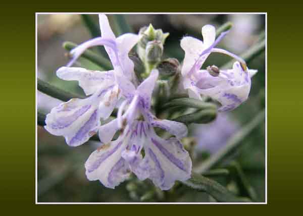 Rosemary