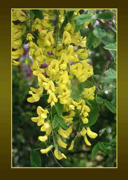 Laburnum