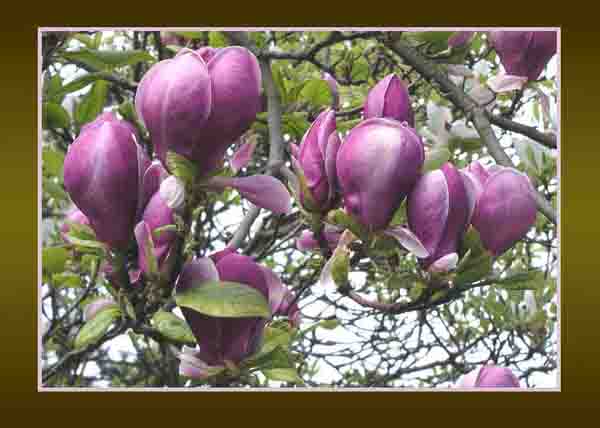 magnolia