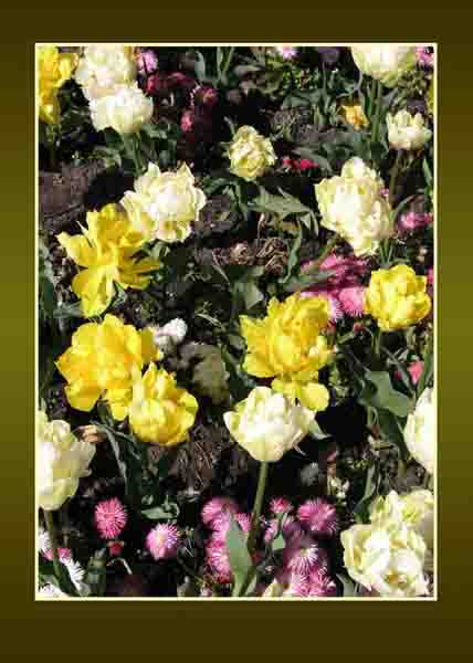 parrot tulips