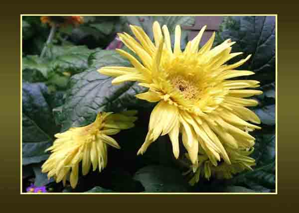 Gerbera