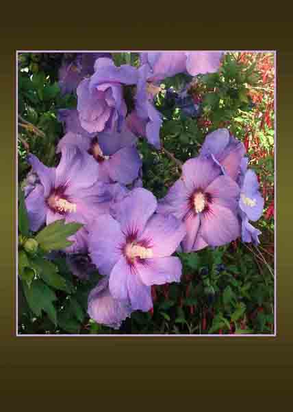 Hibiscus