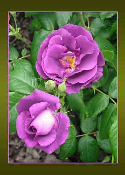 roses